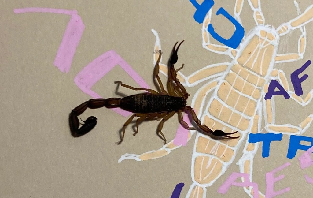 Escorpión