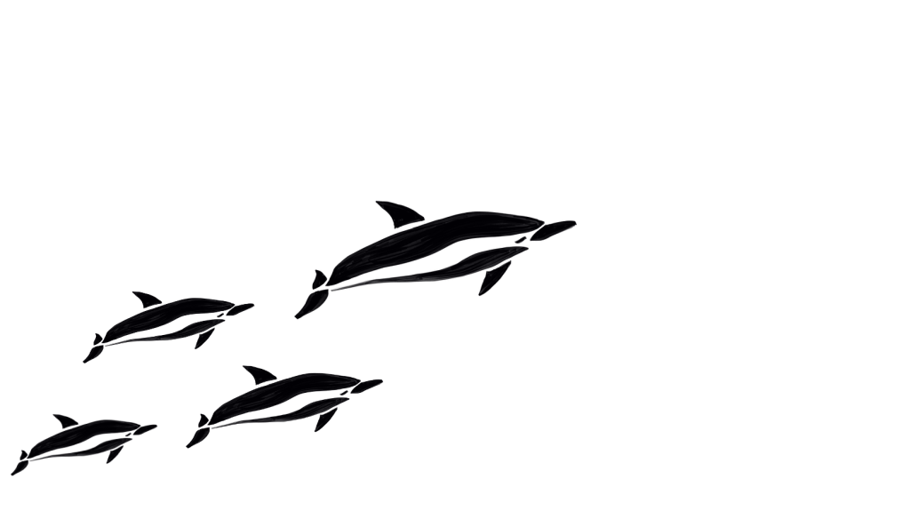 20260309 Sataya Dolphin